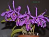 Cattleya maxima 